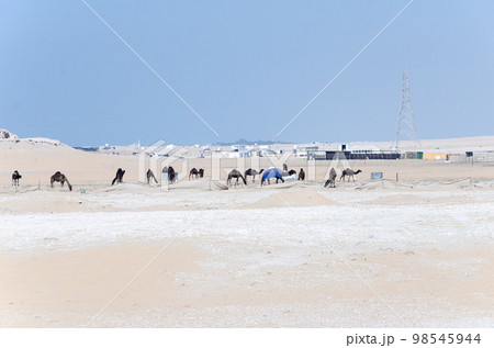 Camels in a desert village 98545944