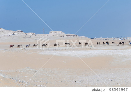 Camels in a desert village 98545947