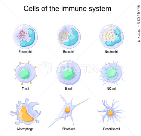 Cells of the immune system. White blood cells or leukocytes 98546746