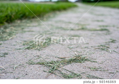 Grass clippings strewn across a residential sidewalk after mowing.  98546869