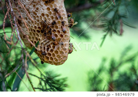 Honey bee hive being constructed on a tree branch in the wild.  98546979