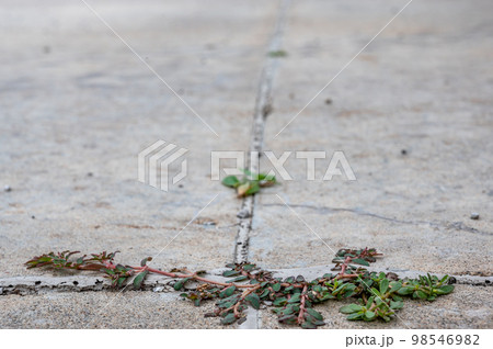 Purslane weed growing through a crack and joint between two concrete slabs. Purslane weed growing through a crack and joint between two concrete slabs. 98546982