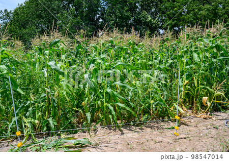 Row of sweet corn behind an electric fence 98547014
