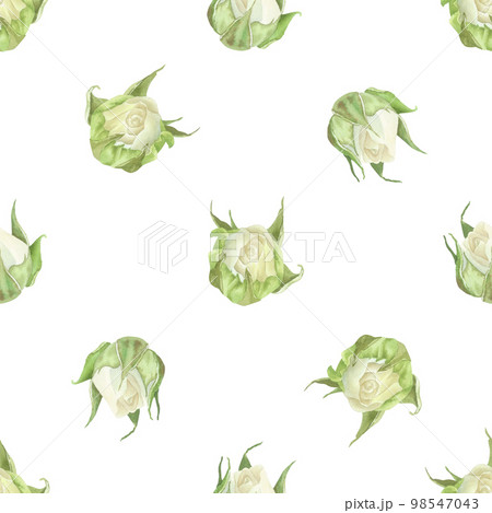 Seamless pattern of white roses buds. Polka dots. Watercolor botanical illustration. Isolated on a white background.Hand painting floral print in vintage style.For design of wrapping paper, wallpaper Seamless pattern of white roses buds. Polka dots. Watercolor botanical illustration. Isolated on a white background.Hand painting floral print in vintage style.For design of wrapping paper, wallpaper 98547043