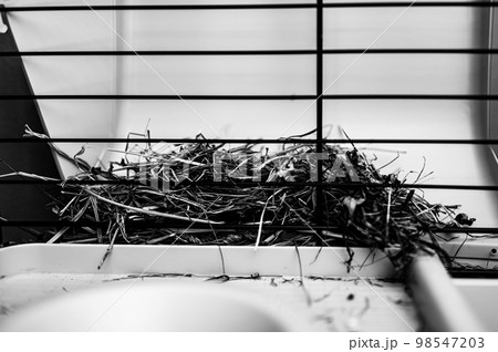 Hay rack inside a small animal guinea pig cage. Hay rack inside a small animal guinea pig cage. 98547203