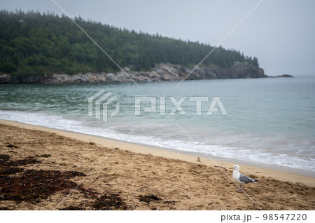 Sand Beach of Acadia National Park on east side of Mount Desert Island. Sand Beach of Acadia National Park on east side of Mount Desert Island. 98547220