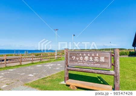 ワッカ原生花園 (北海道　晴れ　サンゴソウ) 98547426