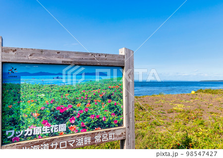 ワッカ原生花園 (北海道　晴れ　サンゴソウ) 98547427