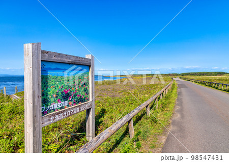 ワッカ原生花園 (北海道　晴れ　サンゴソウ) 98547431