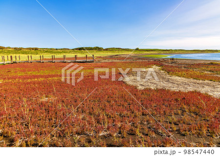 ワッカ原生花園 (北海道　晴れ　サンゴソウ) 98547440
