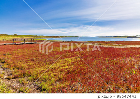 ワッカ原生花園 (北海道　晴れ　サンゴソウ) 98547443