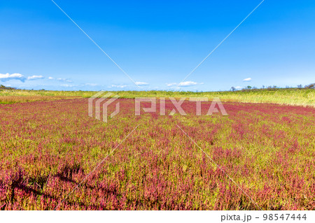 ワッカ原生花園 (北海道 晴れ サンゴソウ) ワッカ原生花園 (北海道 晴れ サンゴソウ) 98547444