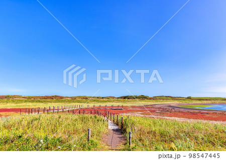 ワッカ原生花園 (北海道 晴れ サンゴソウ) ワッカ原生花園 (北海道 晴れ サンゴソウ) 98547445