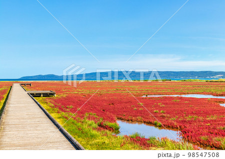 卯原内サンゴ草群落地 (北海道　晴れ　サンゴソウ) 98547508