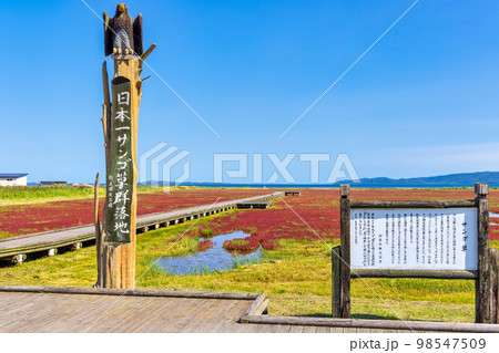 卯原内サンゴ草群落地 (北海道　晴れ　サンゴソウ) 98547509