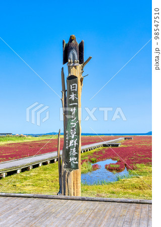 卯原内サンゴ草群落地 (北海道　晴れ　サンゴソウ) 98547510
