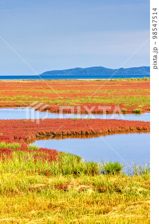 卯原内サンゴ草群落地 (北海道 晴れ サンゴソウ) 卯原内サンゴ草群落地 (北海道 晴れ サンゴソウ) 98547514
