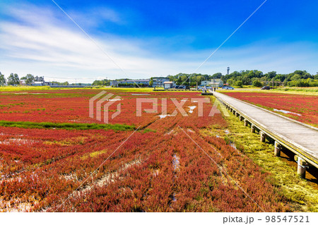 卯原内サンゴ草群落地 (北海道 晴れ サンゴソウ) 卯原内サンゴ草群落地 (北海道 晴れ サンゴソウ) 98547521