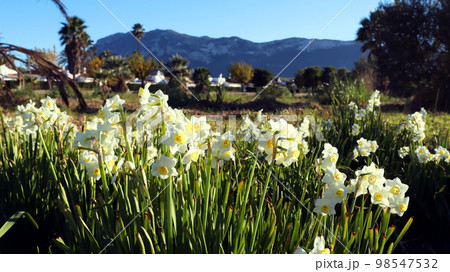 Wild daffodils narcissus, beautiful spring flowers against backdrop of mountains and blue sky, Spain. Beautiful landscape, great spring background, floral wallpaper. 98547532