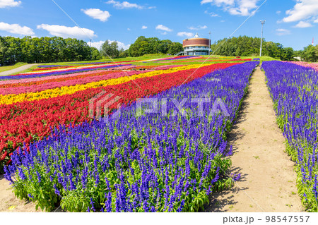 フラワーガーデン はな・てんと (網走 花 9月) フラワーガーデン はな・てんと (網走 花 9月) 98547557