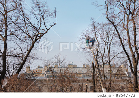 tree care, street workers sawing branches on tall trees in park. municipal services  98547772