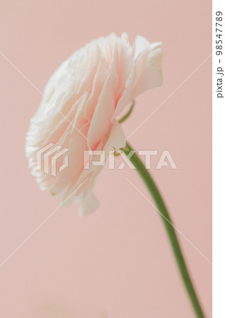 delicate buttercup flower on pink background. gift card, bouquet for international women's day delicate buttercup flower on pink background. gift card, bouquet for international women's day 98547789