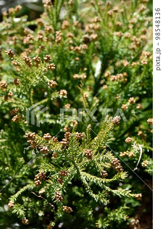 スギの雄花のつぼみ スギの雄花のつぼみ 98548136