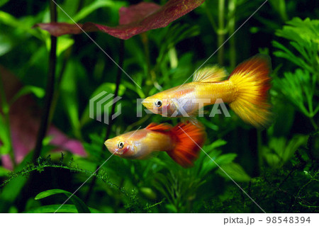 グッピー　ミカリフブロンド・グッピー　アクアリウム 98548394