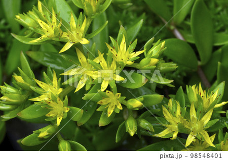 ツルマンネングサの花 ツルベンケイソウの花 ツルマンネングサの花 ツルベンケイソウの花 98548401