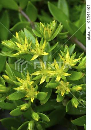 ツルマンネングサの花 ツルベンケイソウの花 ツルマンネングサの花 ツルベンケイソウの花 98548403