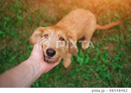 man playing with cute dog at lawn outdoors 98548462