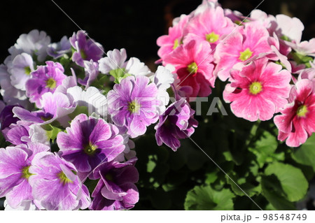 プリムラ・オブコニカの鉢植え プリムラ・オブコニカの鉢植え 98548749