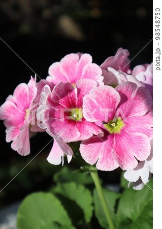 プリムラ・オブコニカのピンク色の花びら プリムラ・オブコニカのピンク色の花びら 98548750