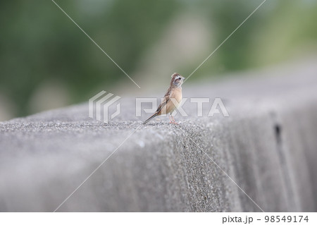 ホオジロ 98549174