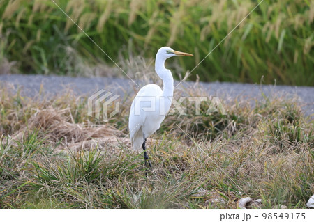 シラサギ 98549175