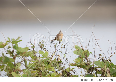 ホオジロ 98549176