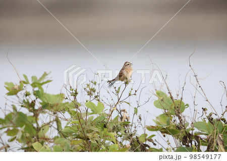 ホオジロ 98549177