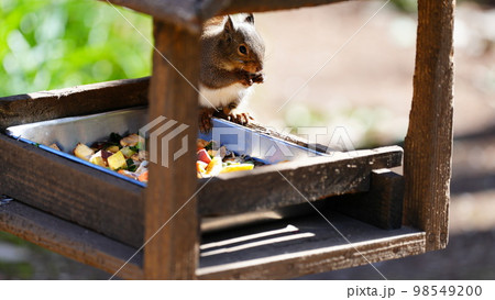 日本リス、楽しみな食事タイムは、モグモグ連発 98549200