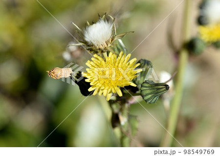 オニノゲシの花 98549769