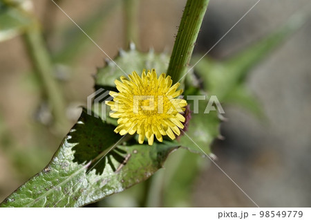 オニノゲシの花 オニノゲシの花 98549779