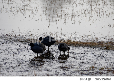 冬の溜池 水辺の鳥 冬の溜池 水辺の鳥 98549808