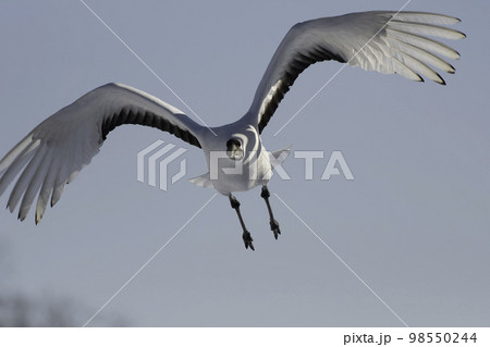 タンチョウ亜成鳥の飛翔 98550244