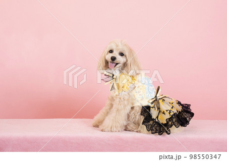 お座りして笑うマルプー お座りして笑うマルプー 98550347