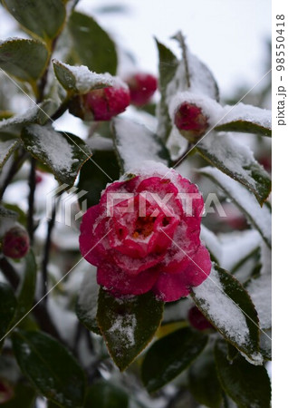 雪とサザンカ(山茶花) 雪とサザンカ(山茶花) 98550418
