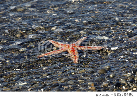 漂着生物 トゲモミジガイ 漂着生物 トゲモミジガイ 98550496