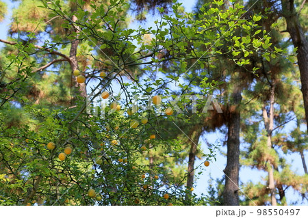 カラタチの実 98550497