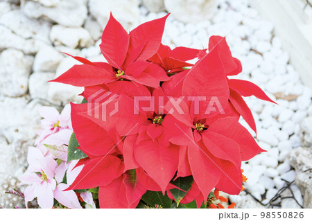 ポインセチア ポインセチア 98550826