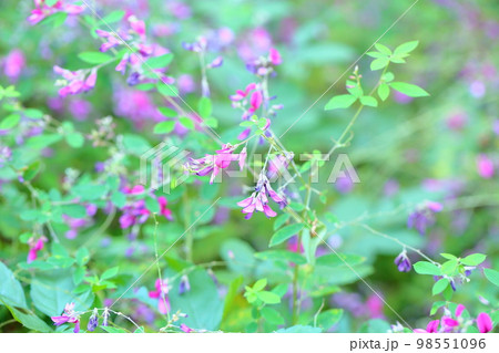 ハギの花 98551096