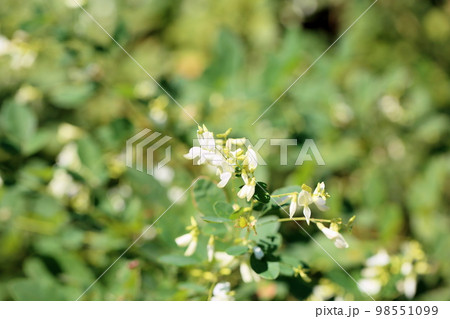 シラハギの花 シラハギの花 98551099