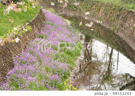 ソメイヨシノ、桜、櫻、さくら、サクラ、cherry blossoms、ピンク、春、花、植物、アウトド ソメイヨシノ、桜、櫻、さくら、サクラ、cherry blossoms、ピンク、春、花、植物、アウトド 98551203